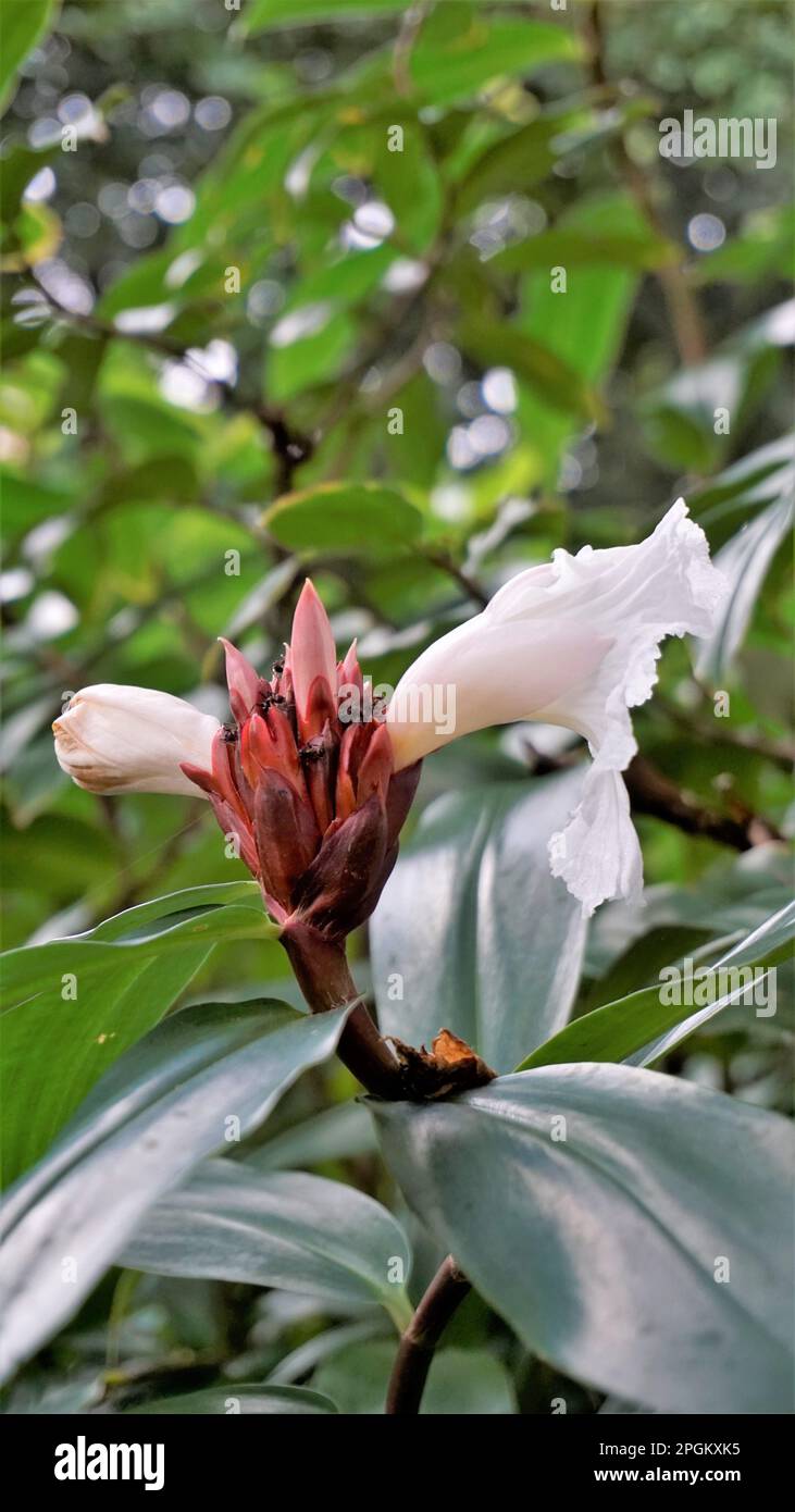 Closeup of flower of Costus speciosus known as Canereed, Cheilocostus speciosus, Amomum arboreum etc Stock Photo