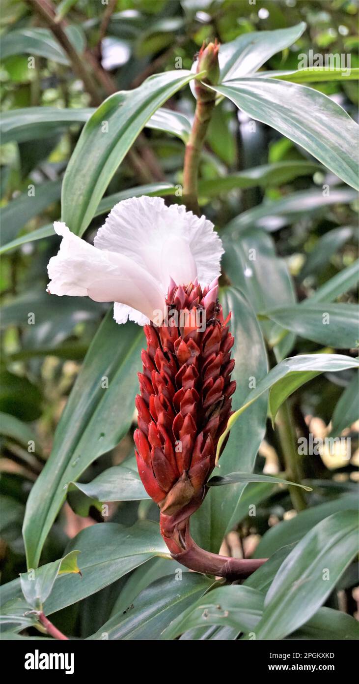 Closeup of flower of Costus speciosus known as Canereed, Cheilocostus speciosus, Amomum arboreum etc Stock Photo