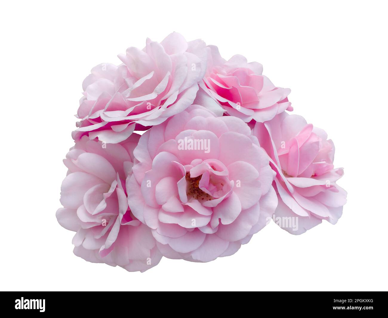 Beautiful bouquet of pale pink roses isolated on white background ...