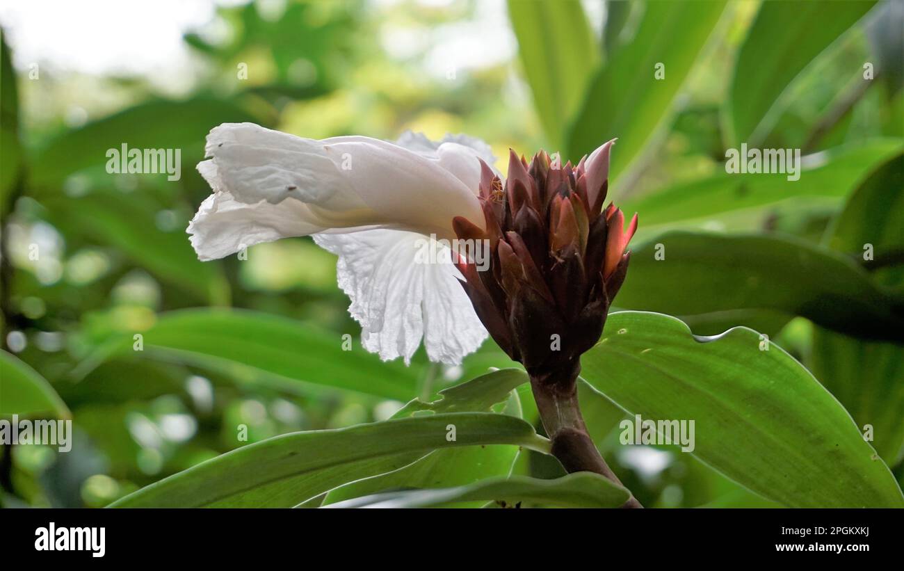 Closeup of flower of Costus speciosus known as Canereed, Cheilocostus speciosus, Amomum arboreum etc Stock Photo