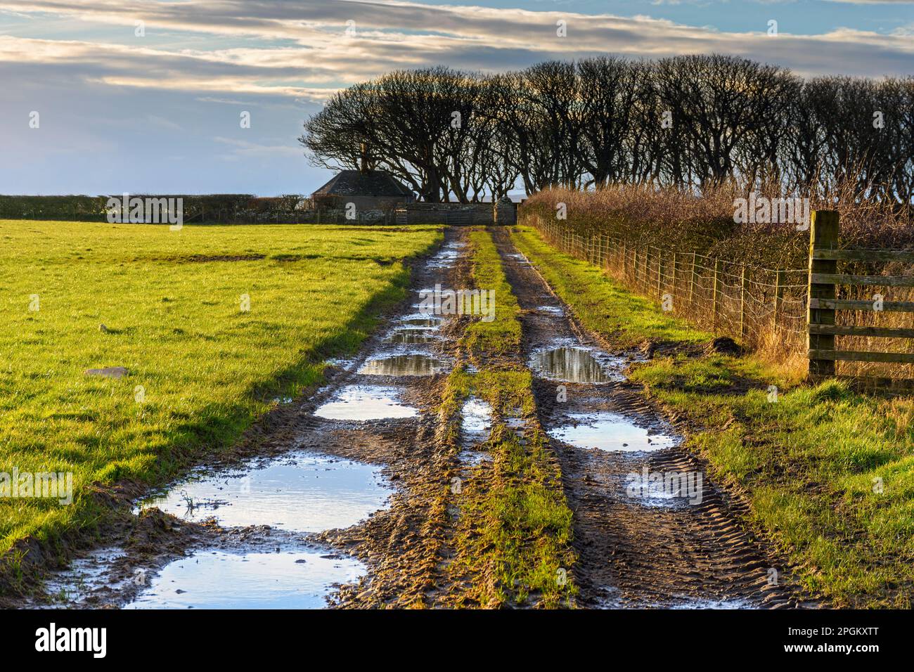 A muddy farm track near the village of Mey, Caithness, Scotland, UK Stock Photo