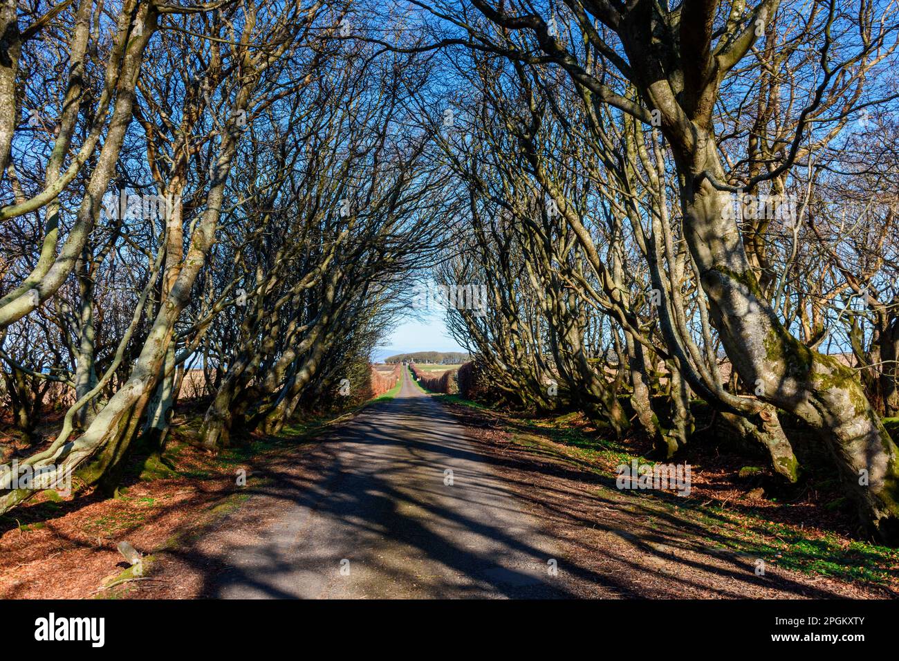Sunlight through overhanging trees on the approach road to the Castle of Mey, near Thurso, Caithness, Scotland, UK Stock Photo