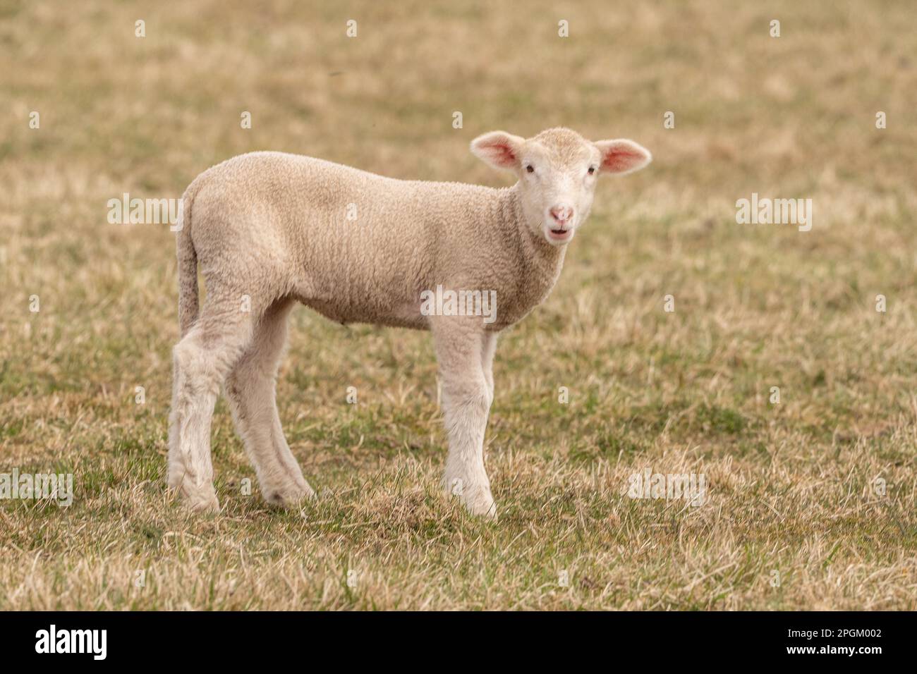 Spring newborn lamb in field looking at camera Stock Photo - Alamy