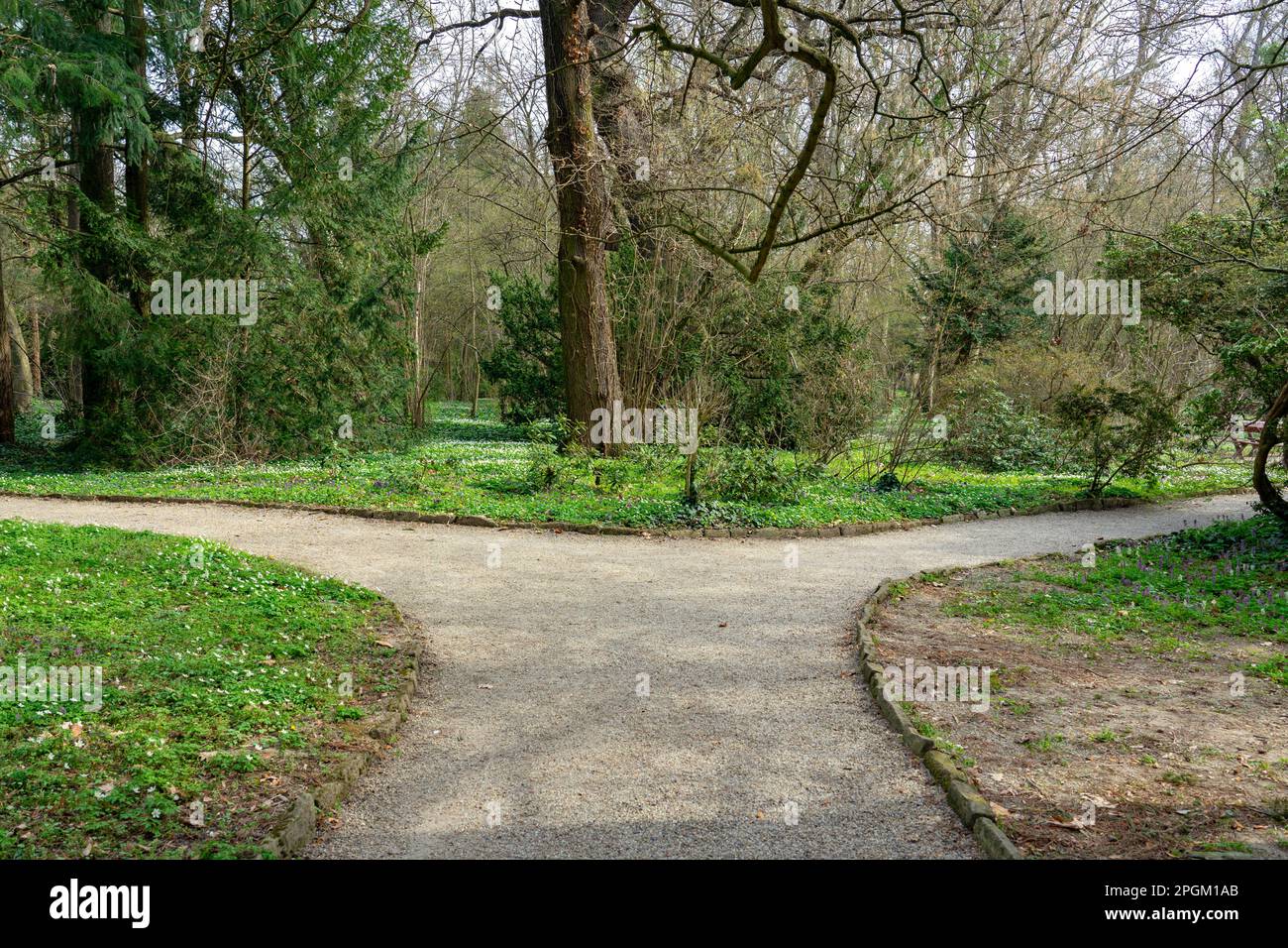 two paths in the nature decision concept in Sarvar arboretum early spring time with wild flowers . Stock Photo