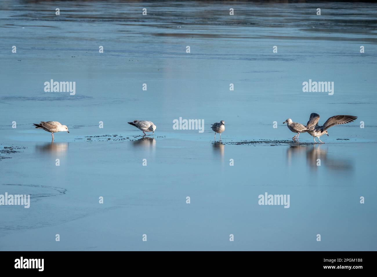 young herring gulls standing on ice with reflections Stock Photo