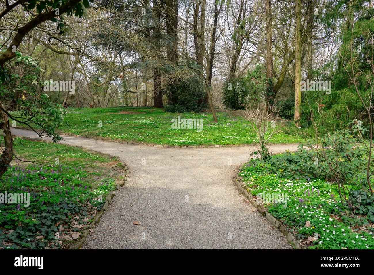 two paths in the nature decision concept in Sarvar arboretum early spring time with wild flowers . Stock Photo