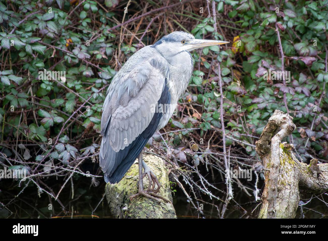 close up portrait of grey heron ardea cinerea perched on a branch in the river Stock Photo