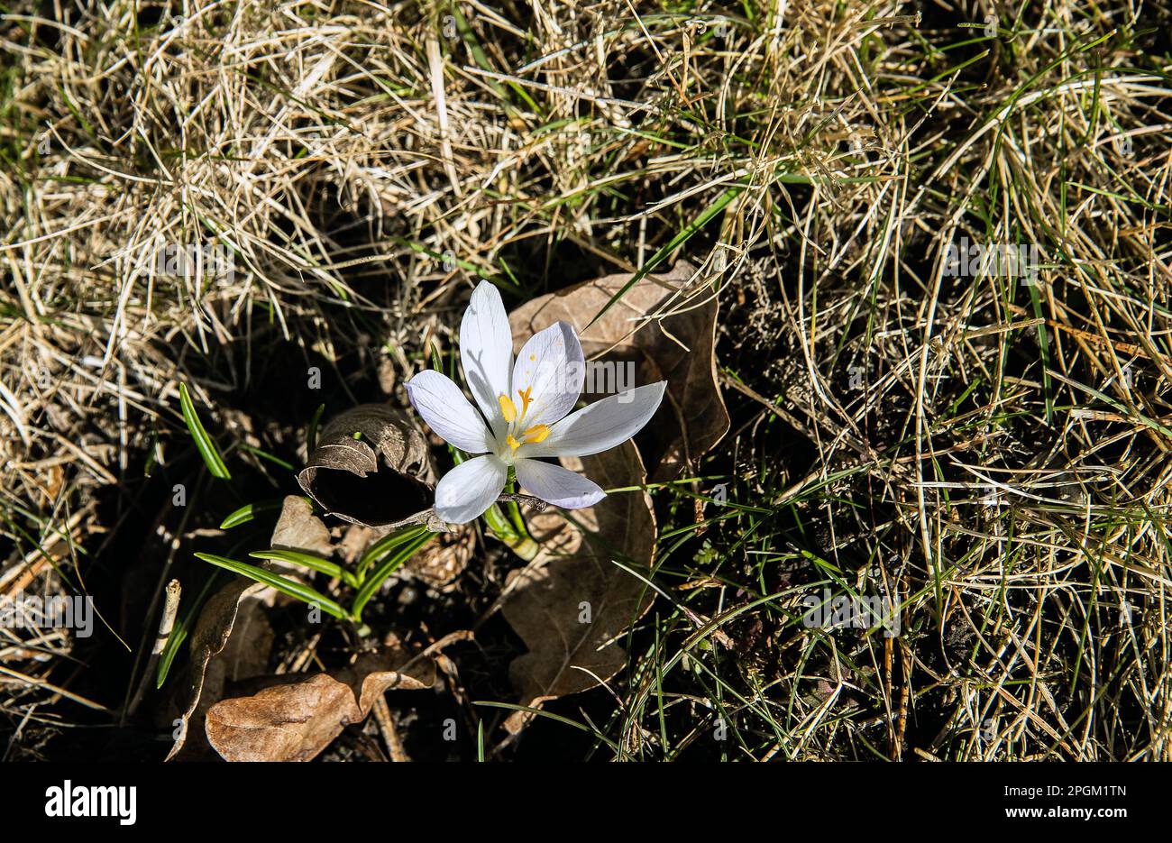 White crocuse in the grass. First flowers in spring Stock Photo