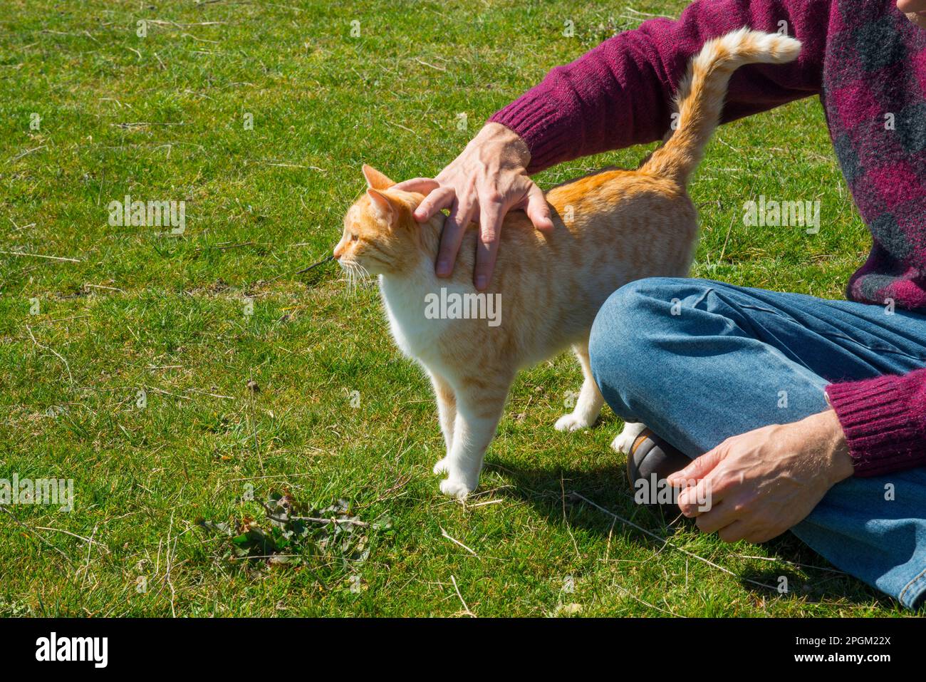 Man stroking a tabby and white cat. Stock Photo