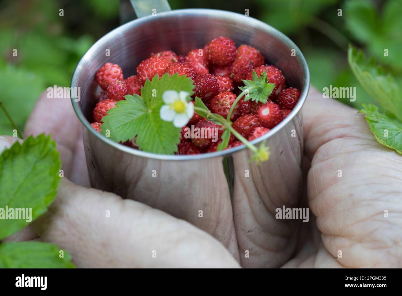 Wald-Erdbeere, Walderdbeere, Erdbeere, Ernte, Erdbeer-Ernte, Wald-Erdbeeren sammeln, Erdbeeren, Walderdbeeren, Erdbeeren, Fragaria vesca, wild strawbe Stock Photo