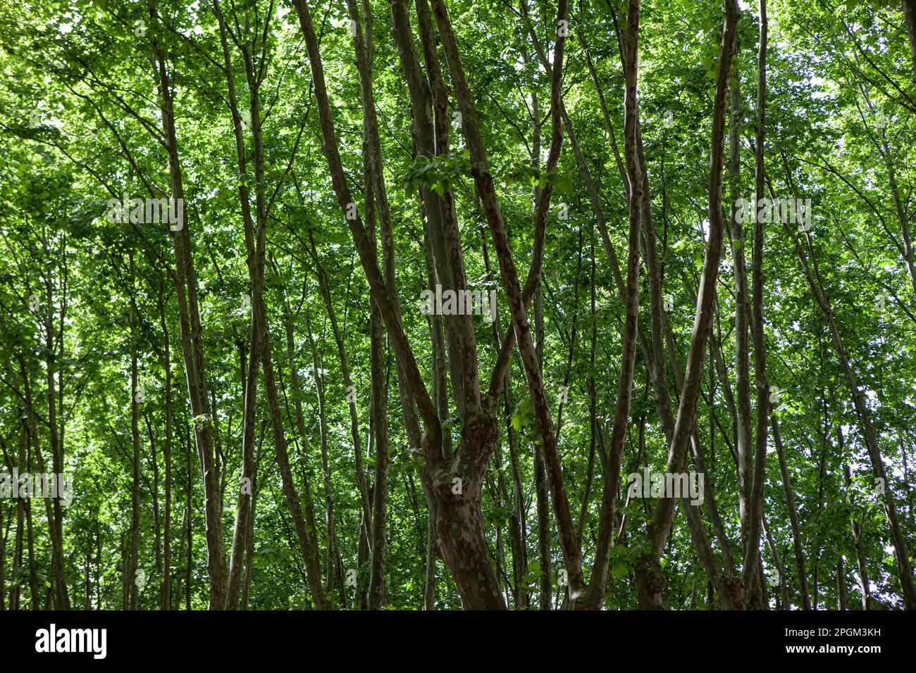Broadleaved trees hi-res stock photography and images - Alamy