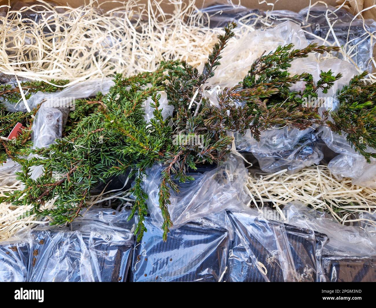 Early spring garden works, Bron, France Stock Photo - Alamy
