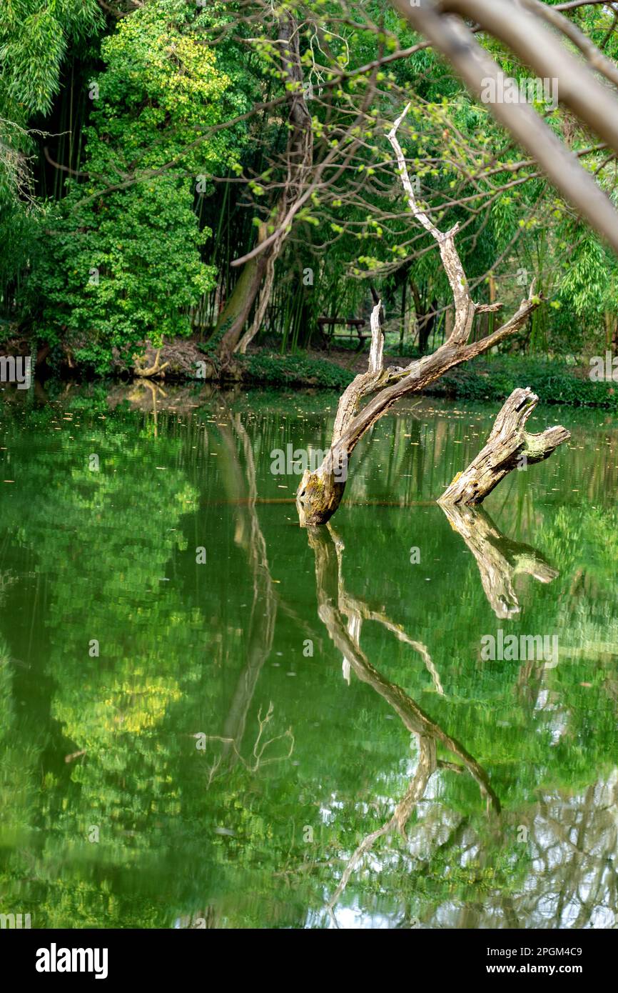 dead trees with reflection on a lake in Sarvar arboretum . Stock Photo