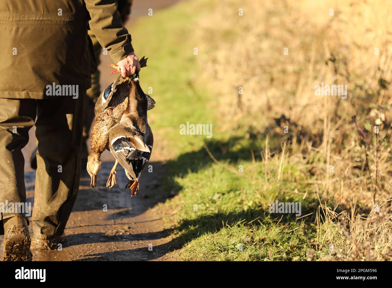A man carrying dead ducks on a shoot in the countryside Stock Photo