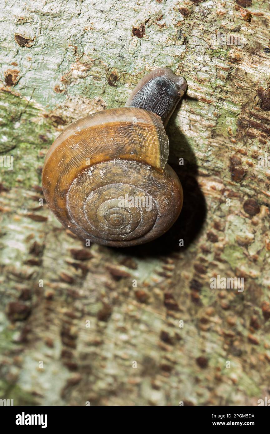 A snail is climbing up a tree, snails are classified as invertebrates