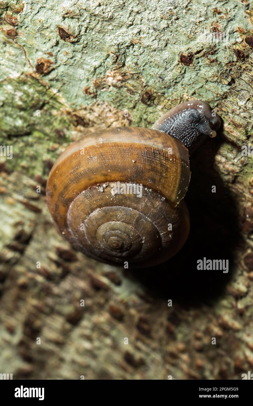 A snail is climbing up a tree, snails are classified as invertebrates