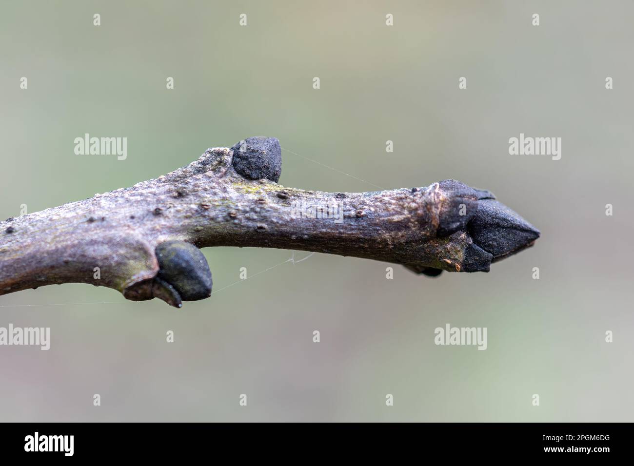 Ash tree (Fraxinus excelsior) close-up showing the black buds, England, UK, during spring Stock Photo