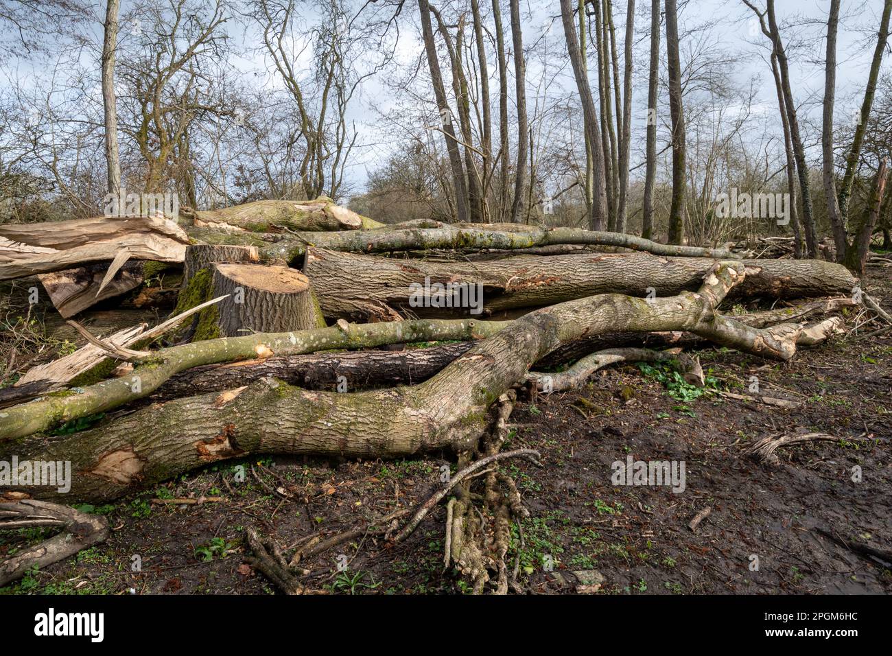 Felled ash trees (Fraxinus excelsior) in Hampshire woodland due to ash dieback disease, England, UK, 2023 Stock Photo
