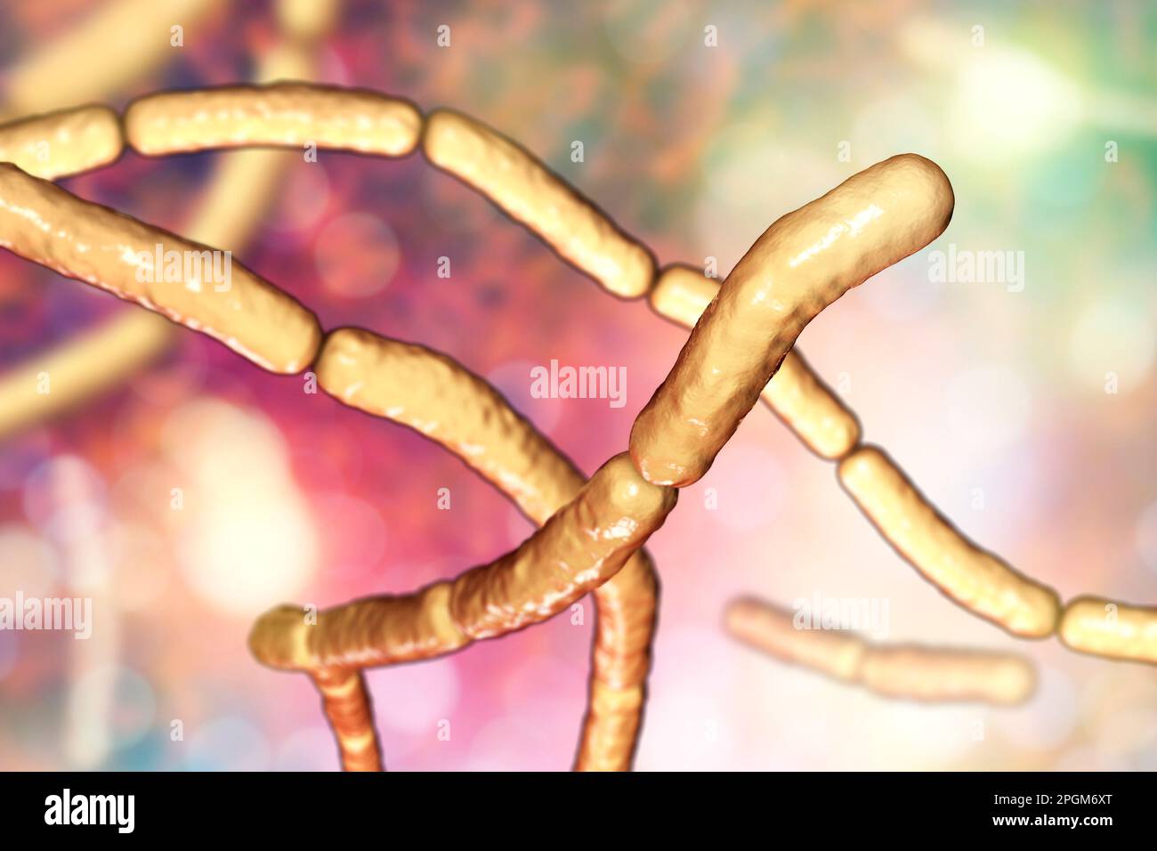 Hay Bacillus Computer Illustration Of Bacillus Subtilis Bacteria B