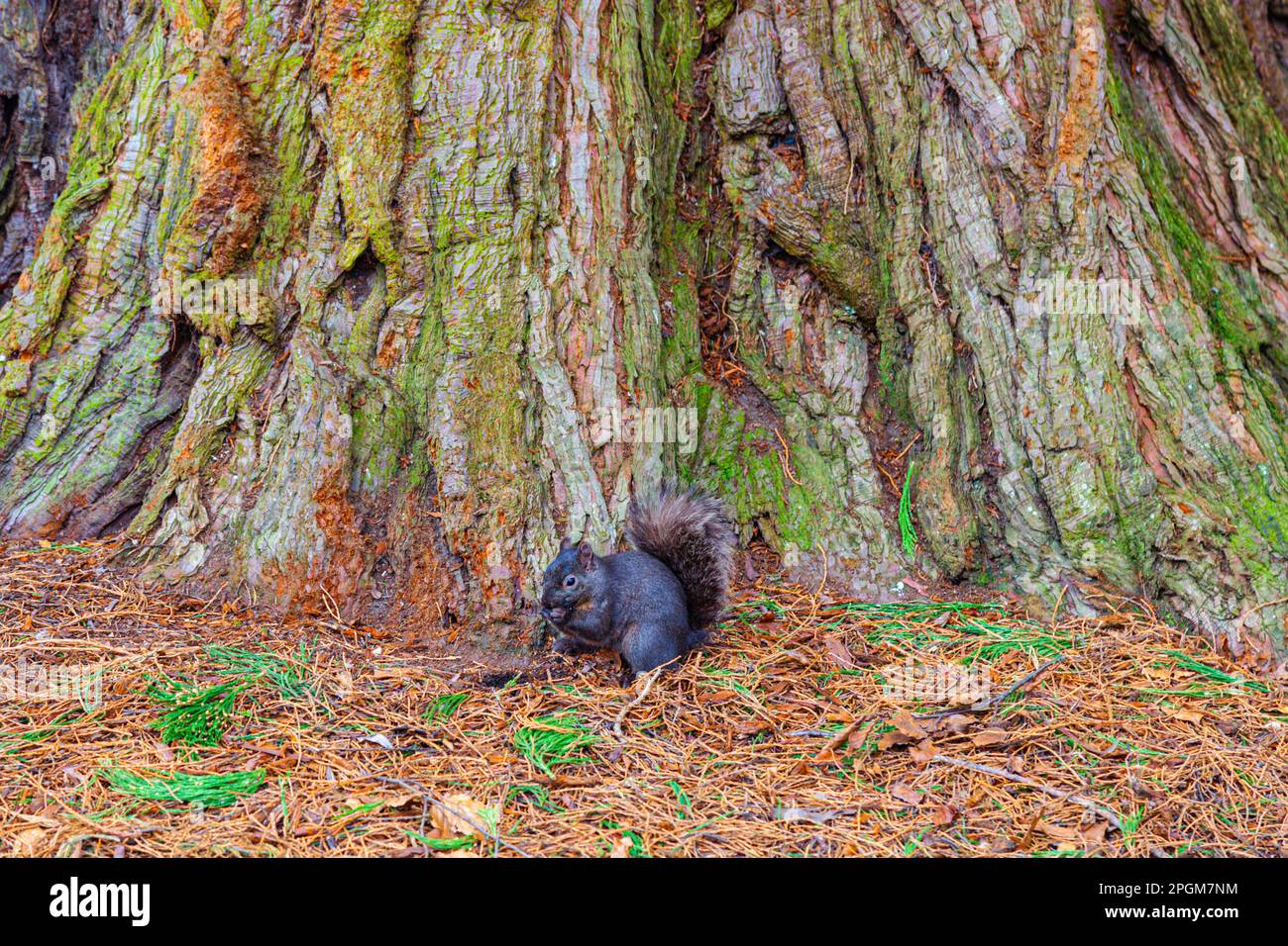 Squirrel feeding at the base of a cedar tree in Beacon Hill Park in ...