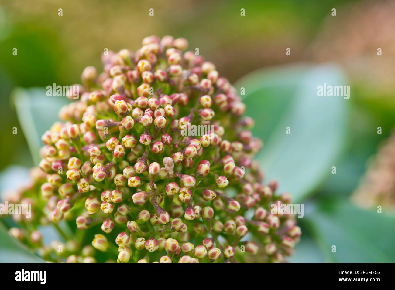 closeup of closed flowers of Santalum haleakala , family Santalaceae, macro photo Stock Photo