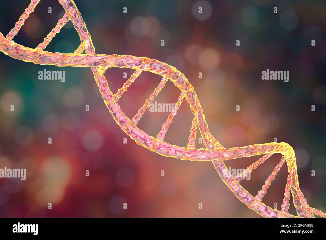 DNA molecule, computer artwork. The molecule of DNA (deoxyribonucleic acid) consists of a long