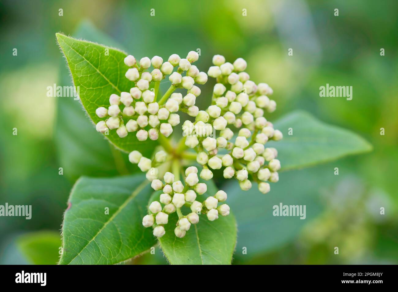 closeup-of-closed-flowers-of-viburnum-nudum-adoxaceae-family-macro