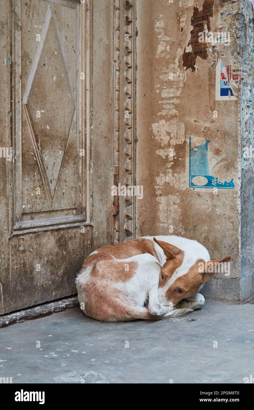 Amritsar, Punjab, India Portrait of a street dog sleeping in front of
