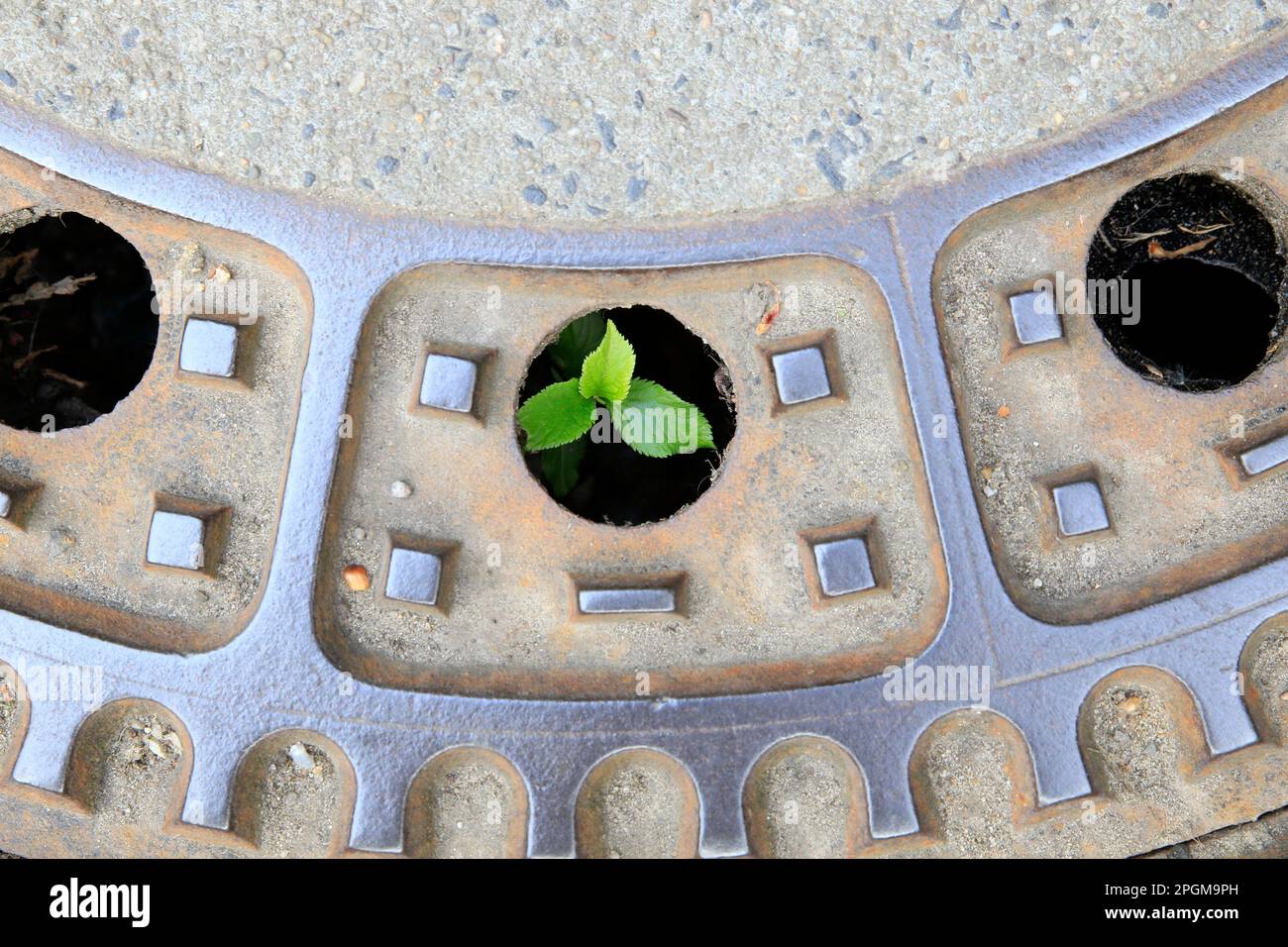 Kleine Pflanze im Gullideckel, Small plant in the manhole cover Stock Photo