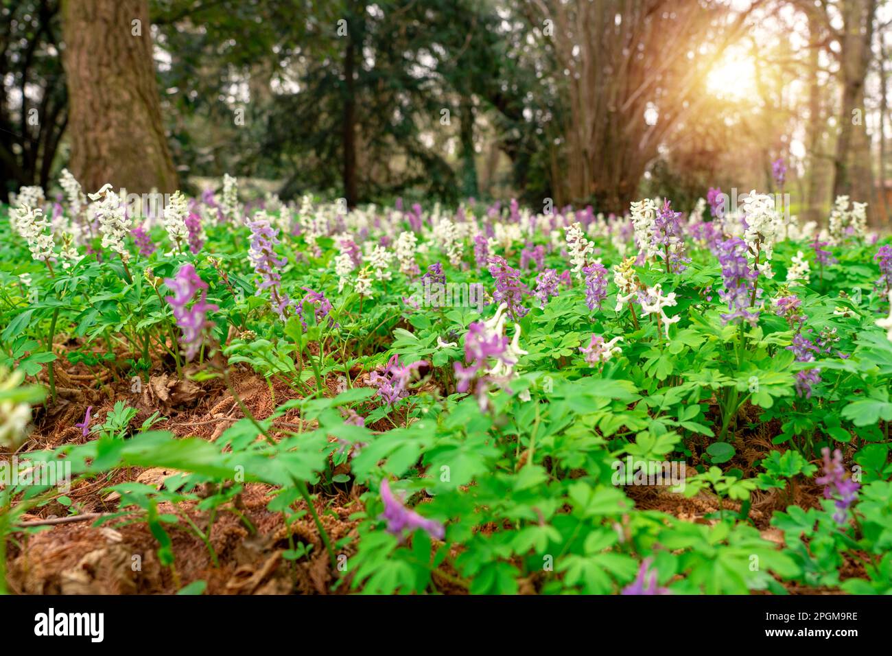 Corydalis cava wild flower forest meadow in Sarvar arboretum . Stock Photo