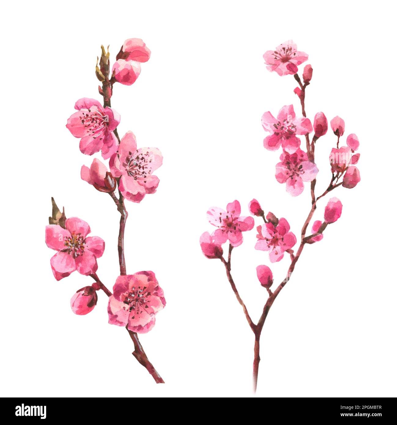 Set of Watercolor branch blossom sakura, pink cherry tree, flowers set ...