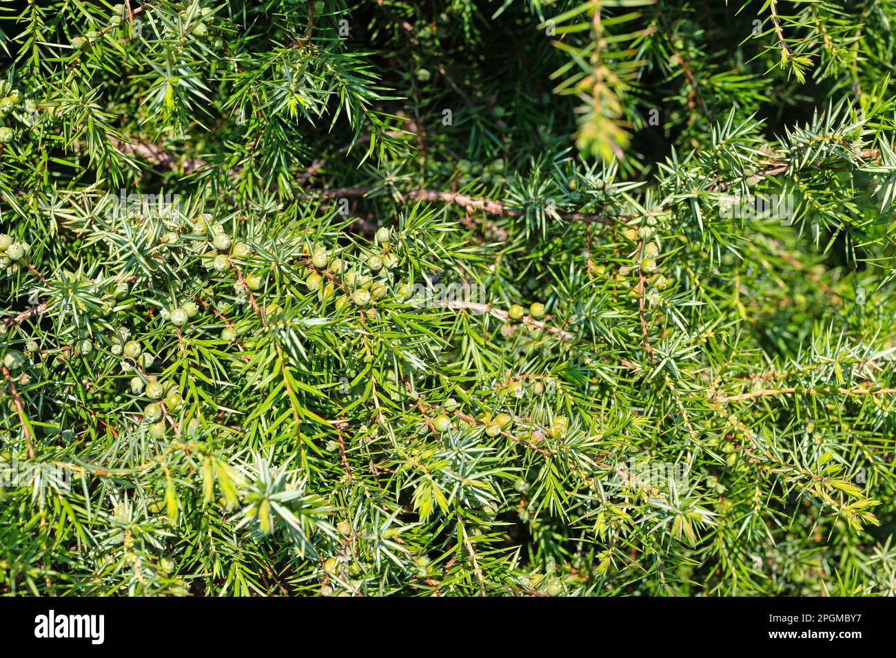 Unripe juniper berries on the bush Stock Photo