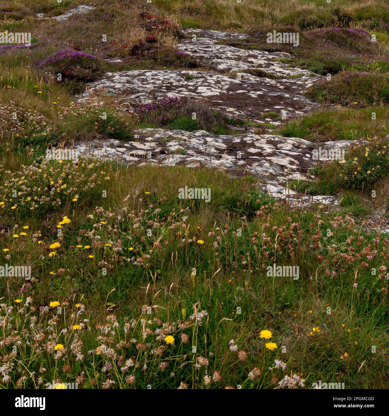 Colorful flowers on stony Irish soil, picturesque landscape. Beautiful plants common in southern Ireland. Northern European vegetation. Stock Photo