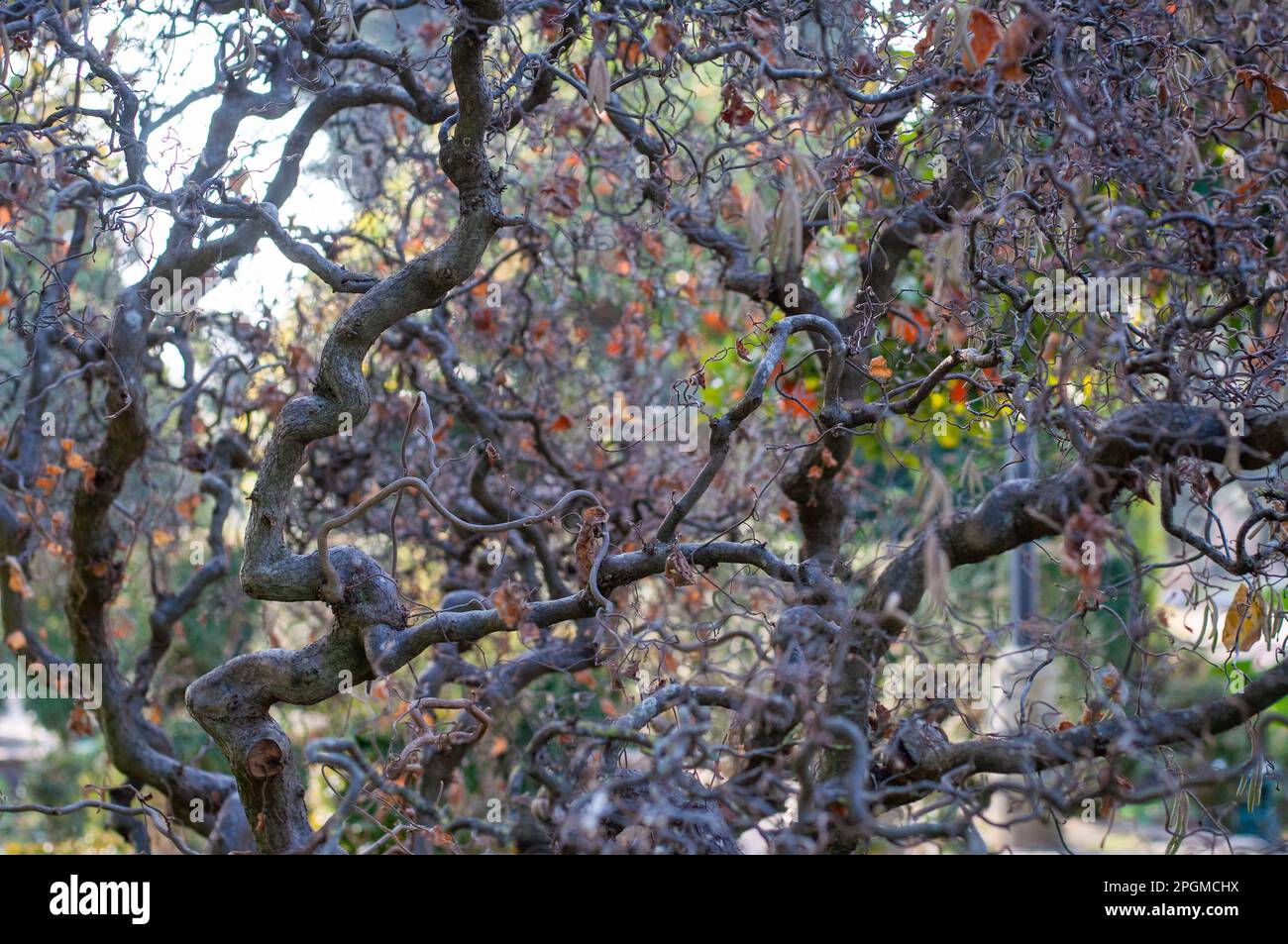 Close up of Corkscrew Hazel (Corylus avellana) &lsquo;Contorta&rsquo;. Twisted