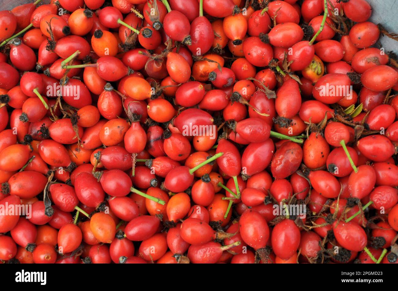 Harvested ripe fruits rose hips, intended for further processing Stock Photo