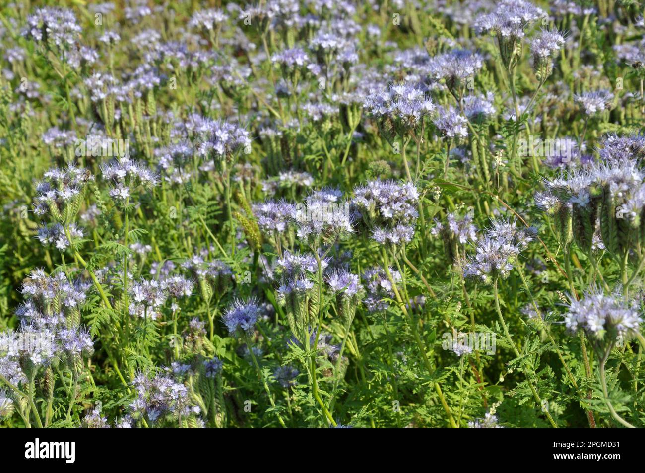 The field is blooming phacelia - a special honey plant for bees Stock Photo