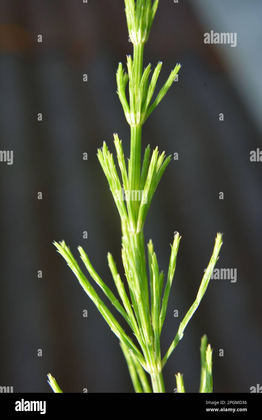 Horsetail field (Equisetum arvense) grows in the wild Stock Photo Alamy