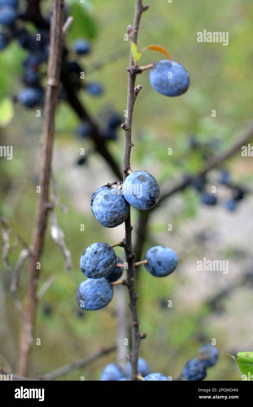 On the branch bush mature dark blue berries blackthorn. Stock Photo