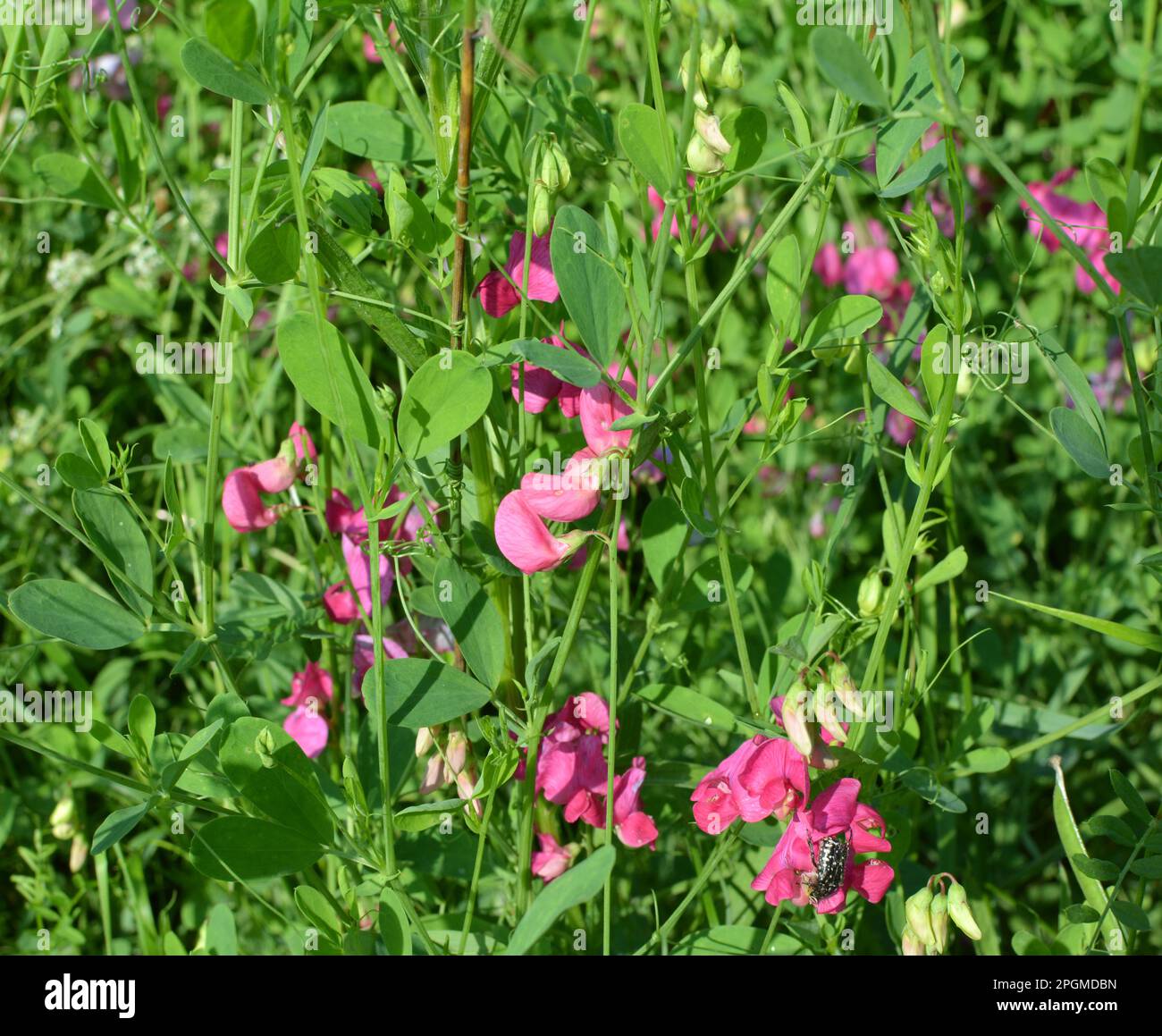 In summer, Lathyrus tuberosus grows among the grasses in the field Stock Photo