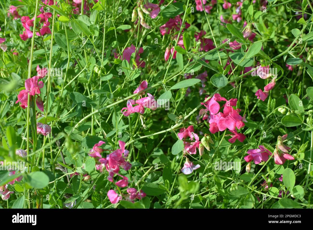 In summer, Lathyrus tuberosus grows among the grasses in the field Stock Photo