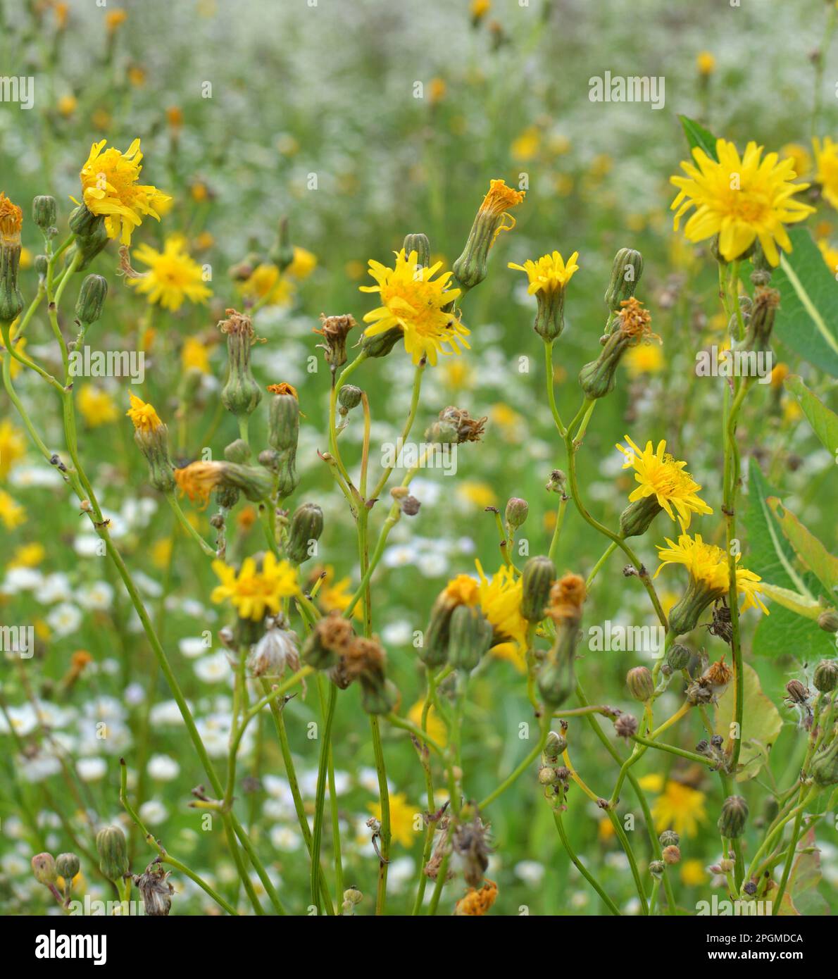 In nature, among the crops grows yellowfield thistle (Sonchus arvensis