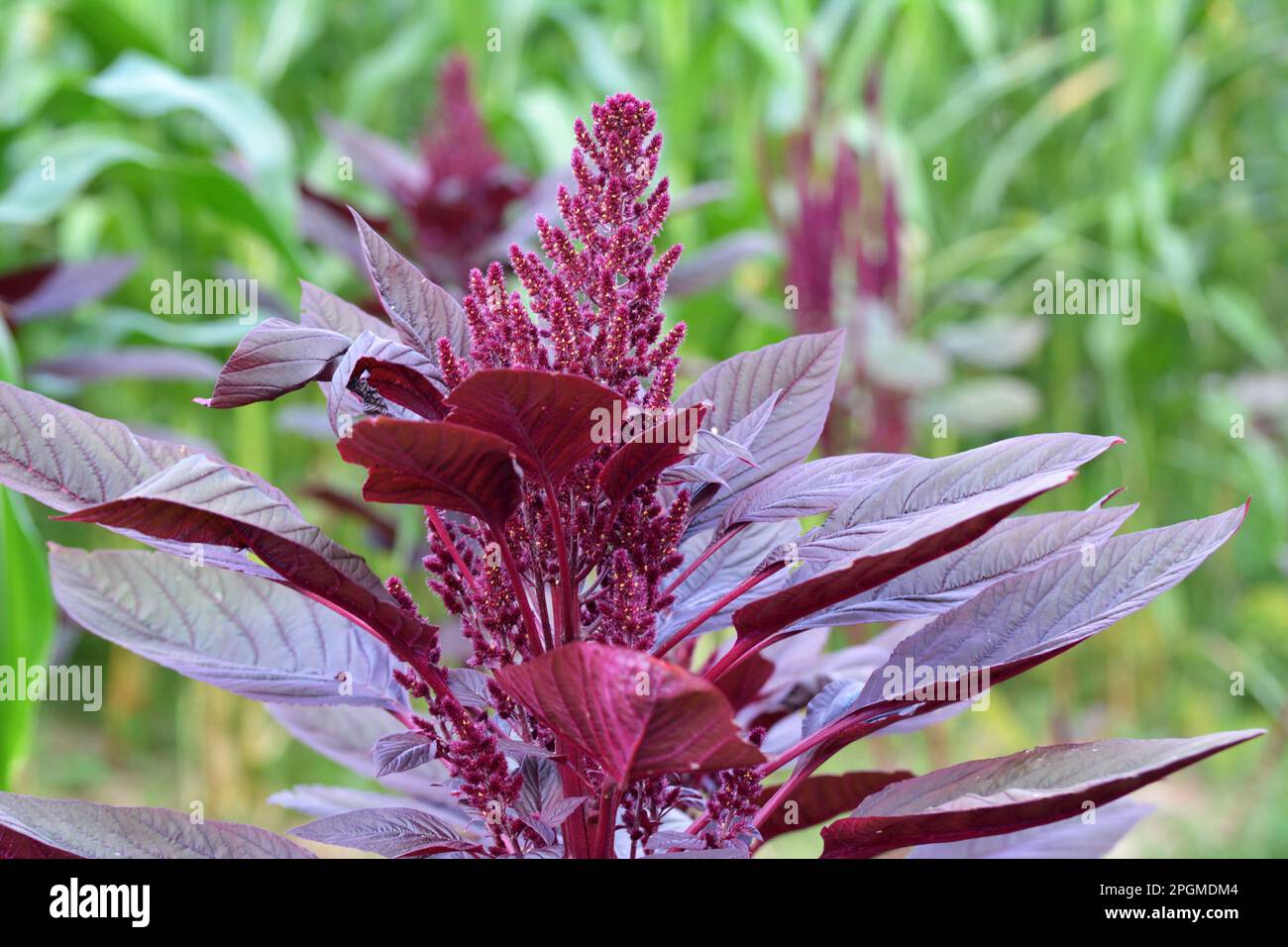 In the summer, amaranth blooms in the garden Stock Photo
