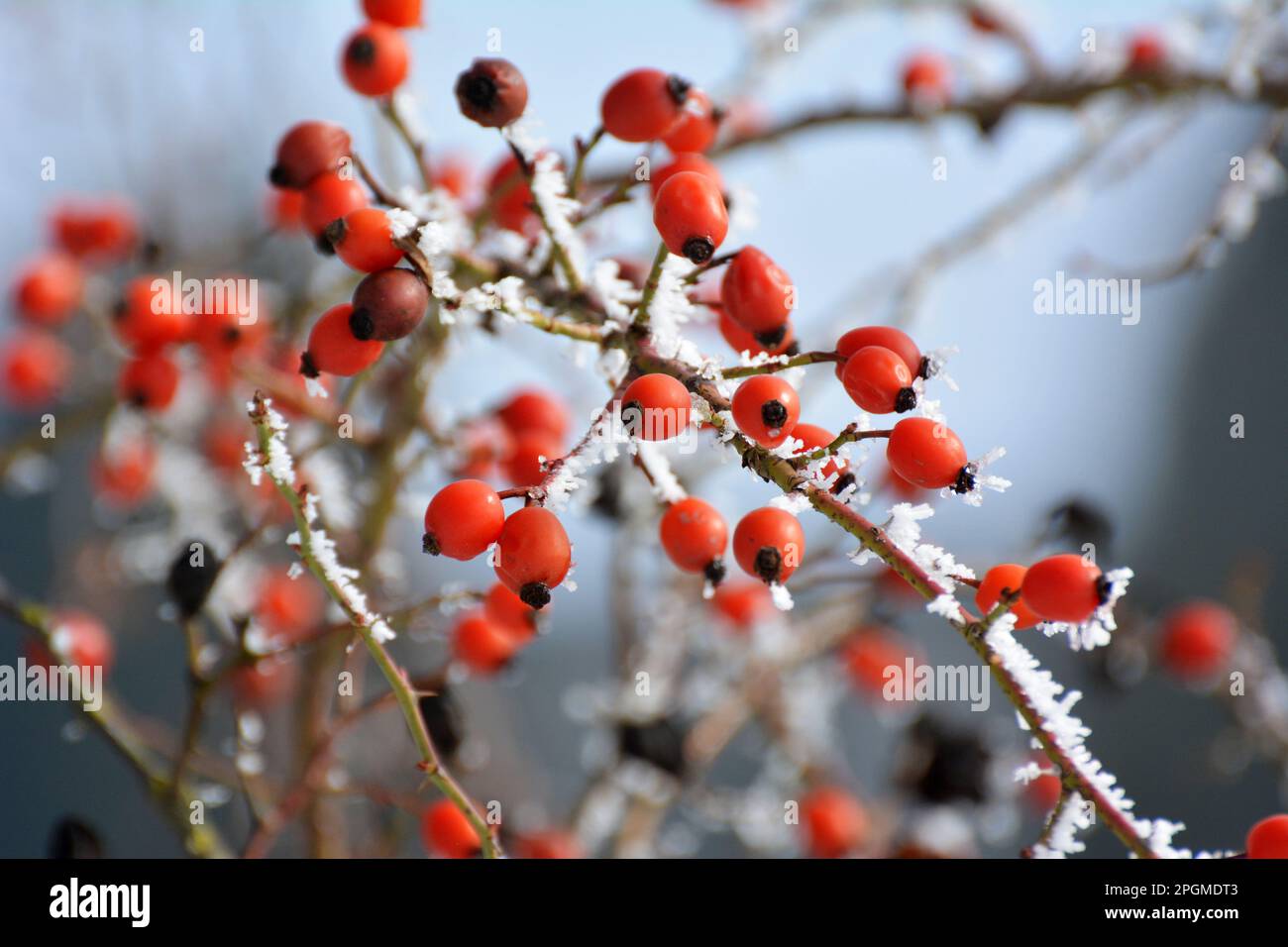 In winter, red berries hang on the branch of a dog rose bush Stock Photo