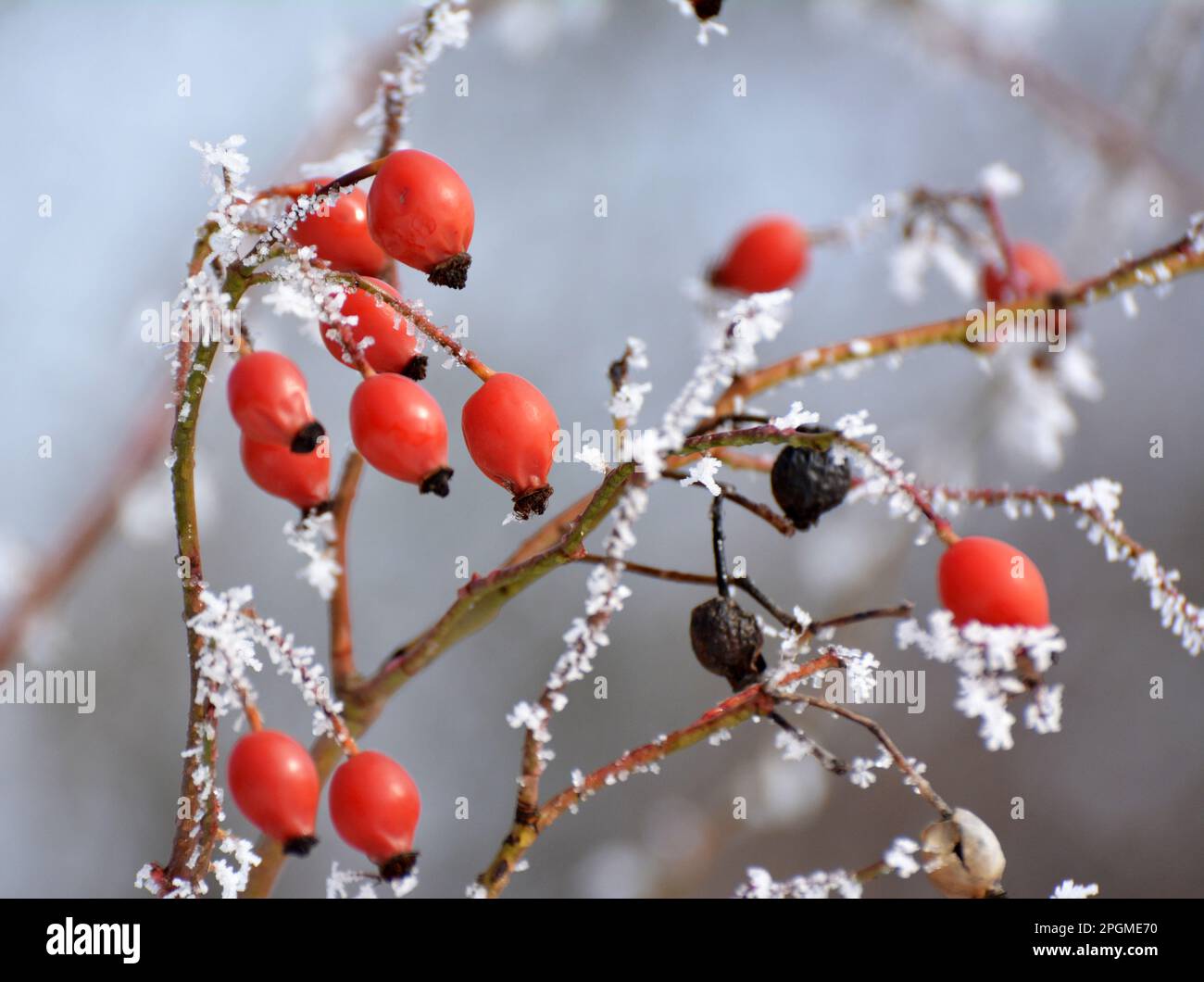 In winter, red berries hang on the branch of a dog rose bush Stock Photo