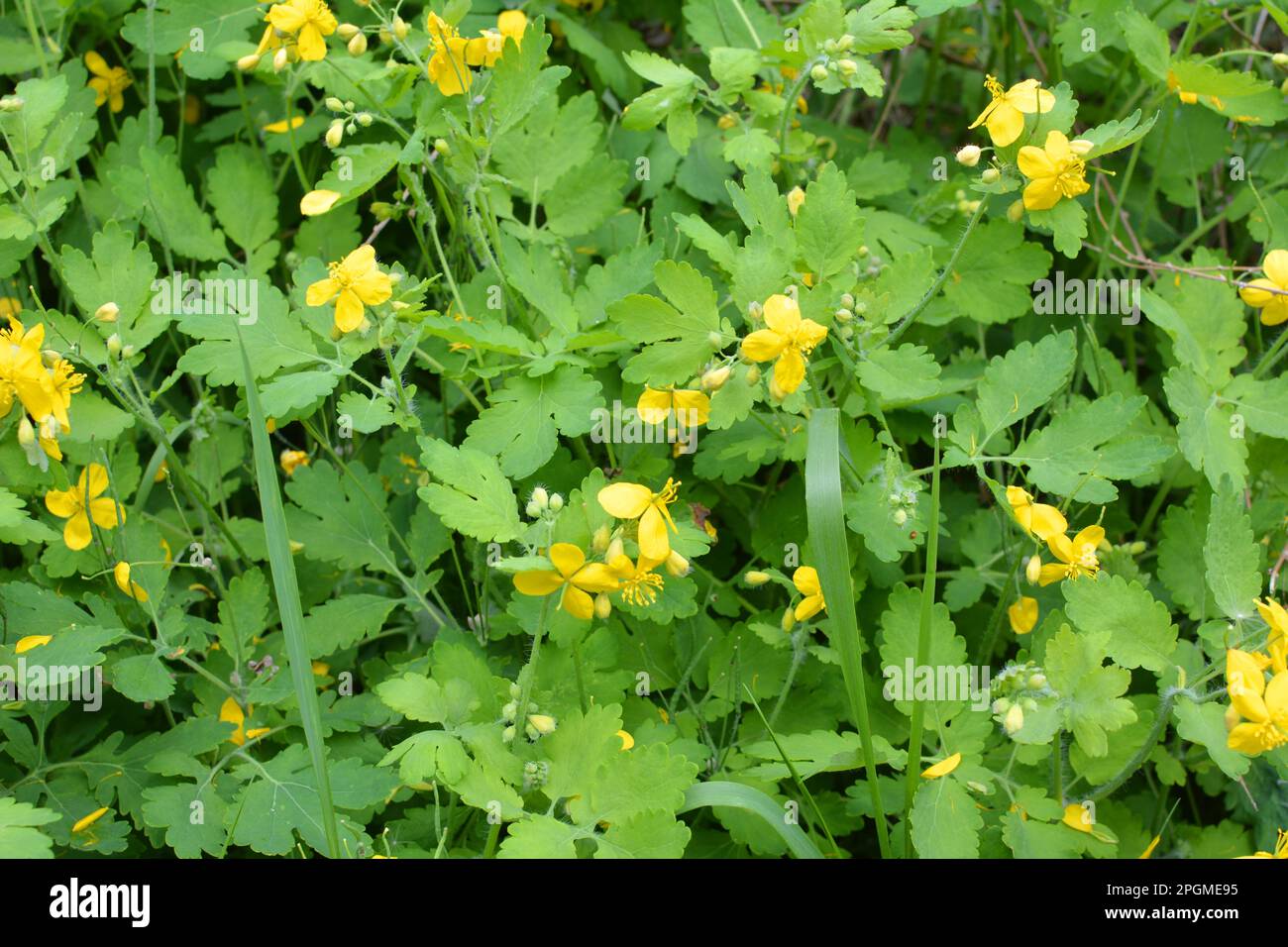 Chelidonium majus with leaves and yellow flowers, growing in the wild Stock Photo