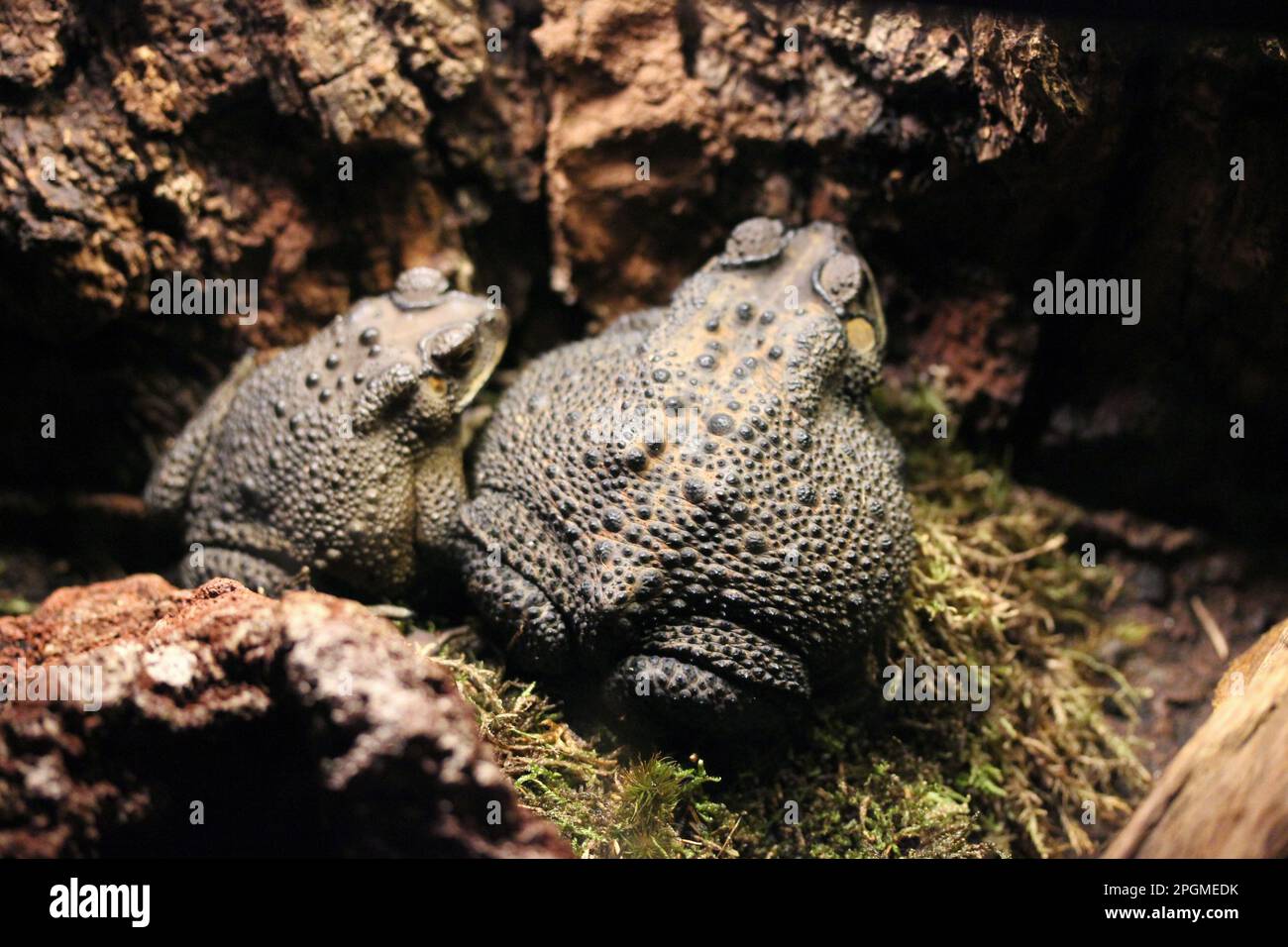 Poisonous and highly invasive cane toad (Rhinella marina) in Copenhagen zoo Stock Photo