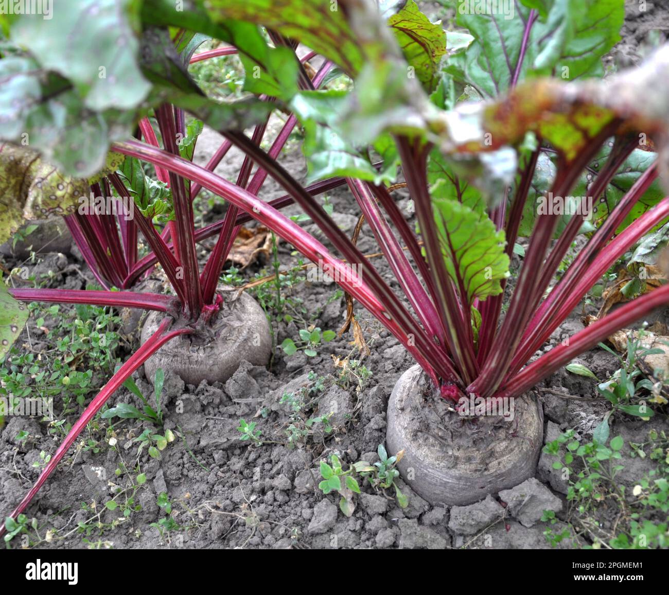 The red beet grows in open organic soil Stock Photo