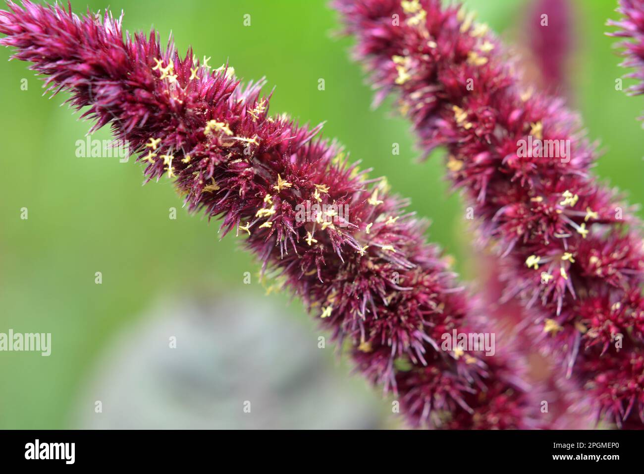 In the summer, amaranth blooms in the garden Stock Photo Alamy
