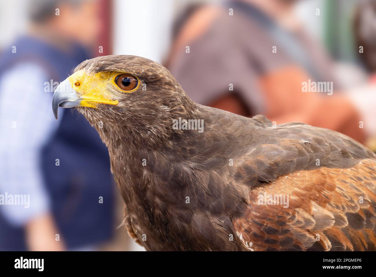 Detail of the head of a  Harris's Hawk, Parabuteo unicinctus, formerly known as the bay-winged or dusky hawk, used for falconry Stock Photo