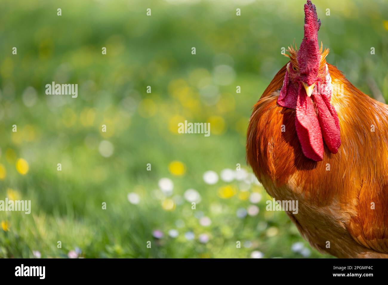 Portrait of a magnificent empordanesa breed (gallina de raça empordanesa) rooster roaming free and feeding in the grass (Gallus gallus domesticus). Stock Photo